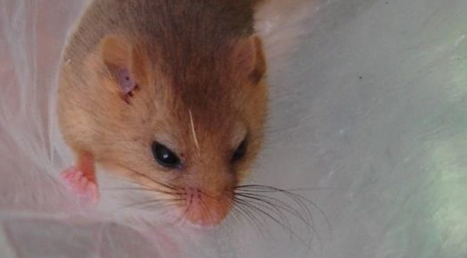 Protected species training: Dormice and more