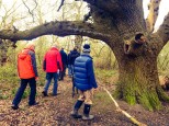 We saw some impressive trees in Langdon Hills Country Park